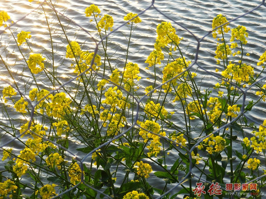 油花飘香.jpg