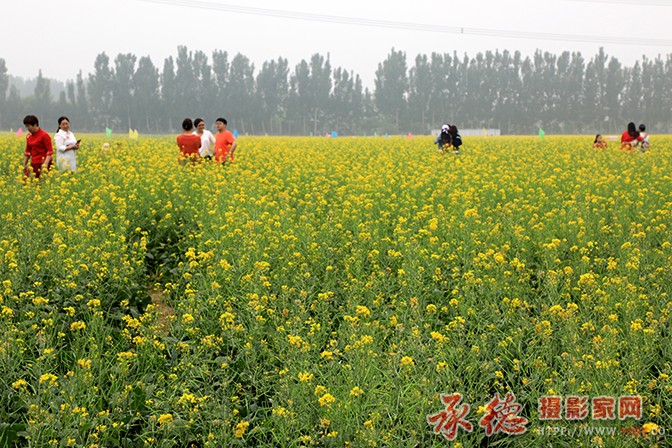 油菜花