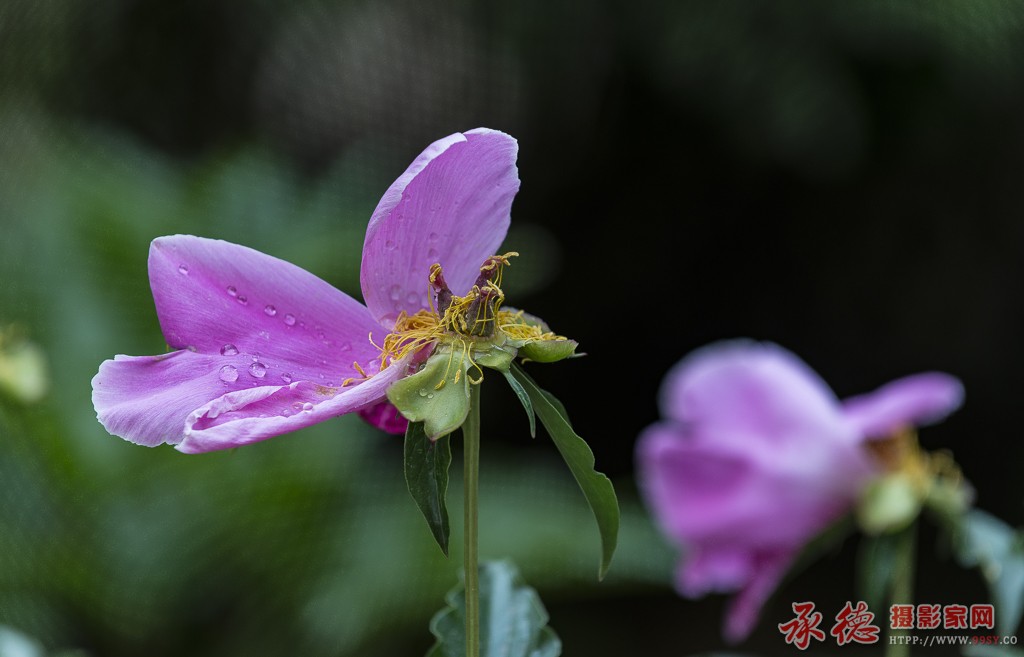 拍花山庄拍花_15.JPG