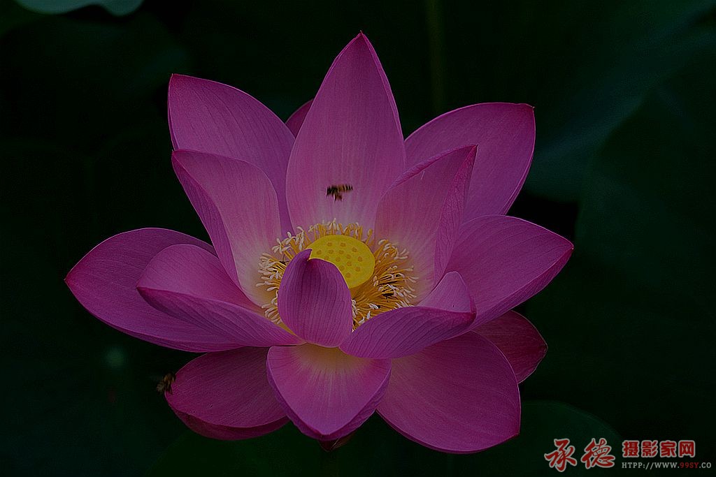 荷韵1     20180619-DSC09053_副本.jpg