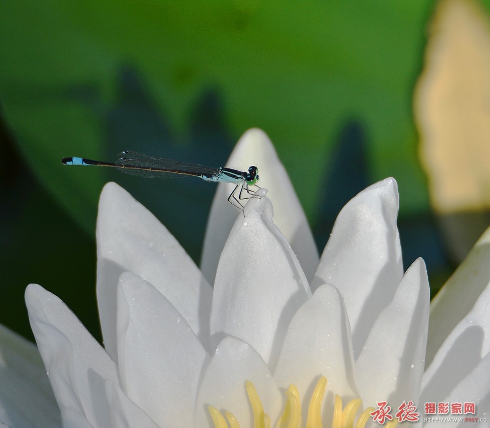 DSC_7347_副本.jpg