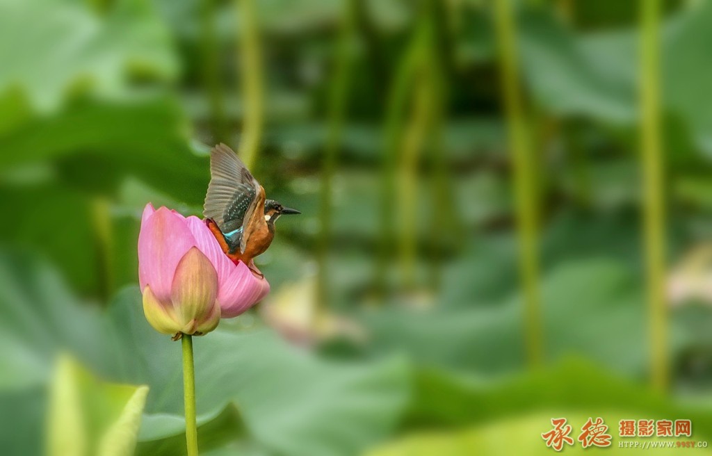 DSC_0874_副本.jpg