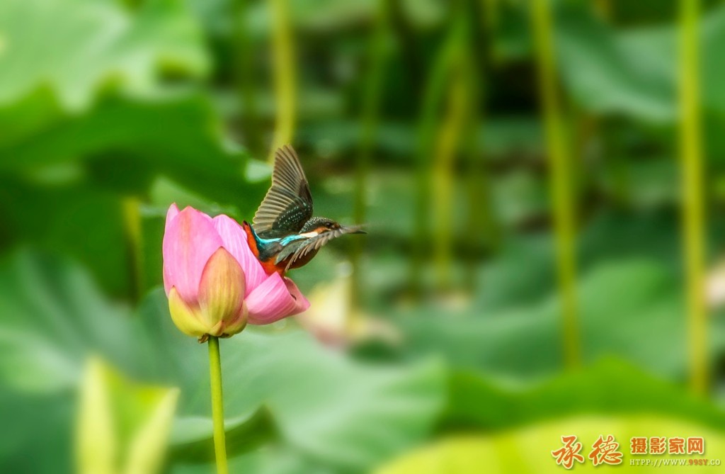DSC_0875_副本.jpg