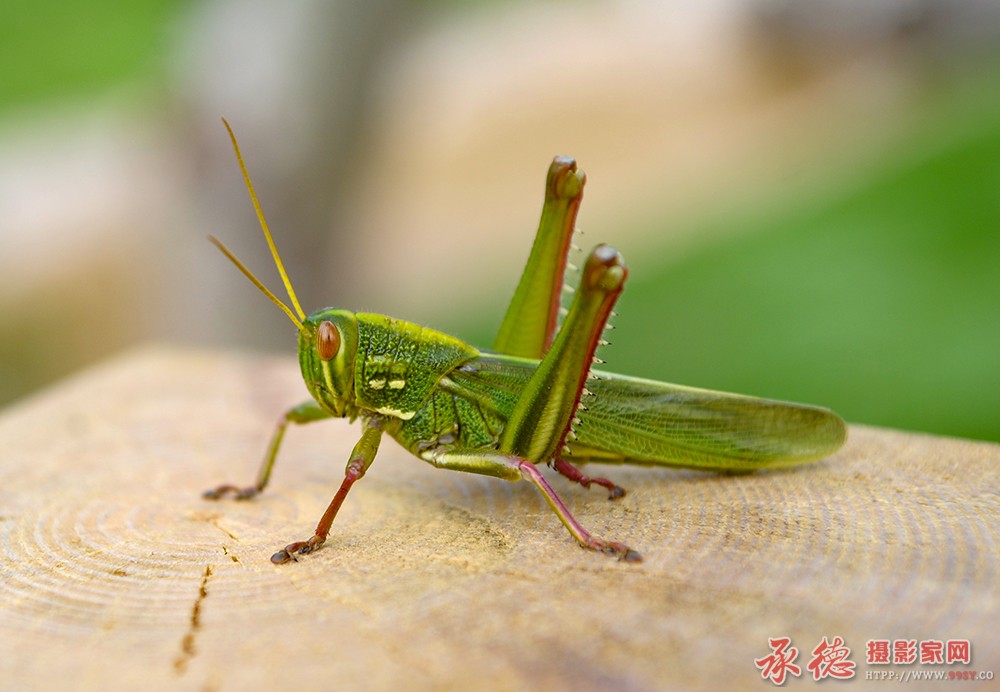 DSC_6799c.jpg