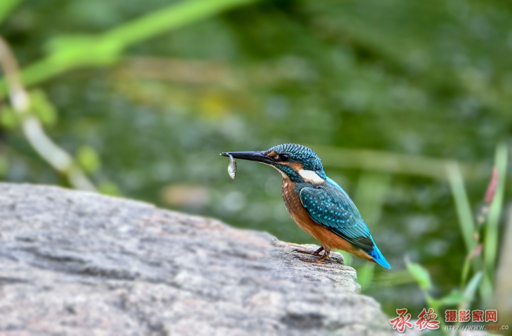 DSC_7992.JPG