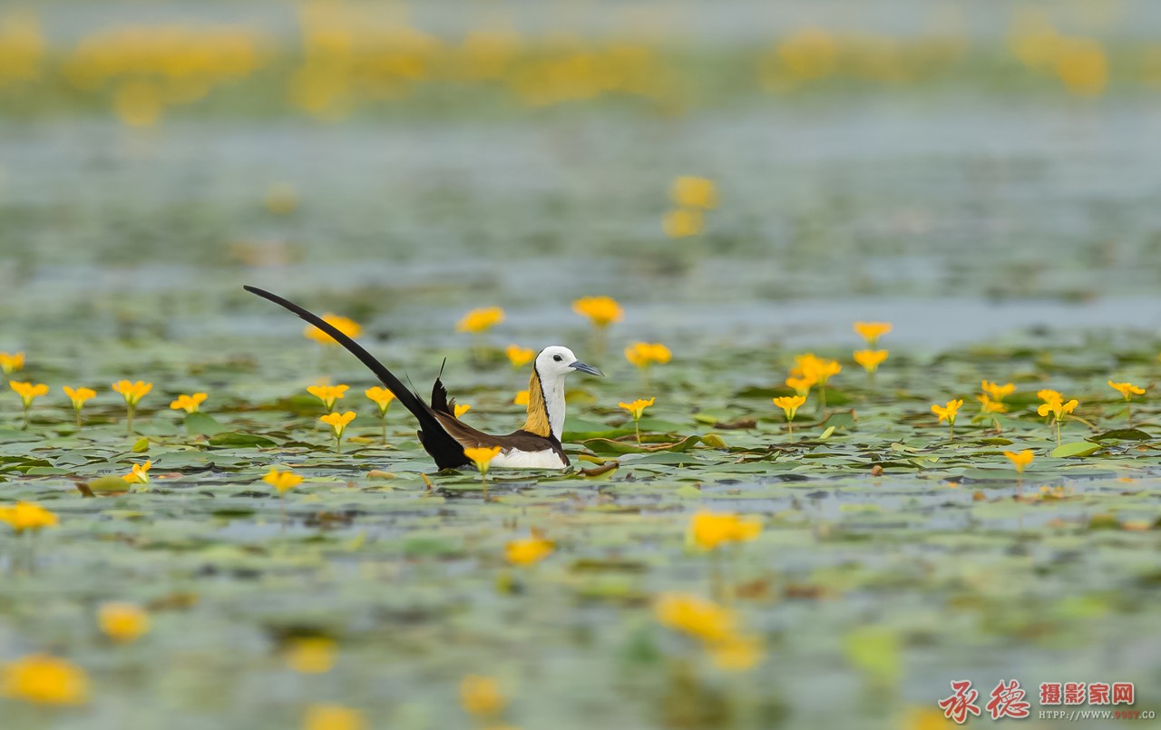 水雉_DSC91192347.jpg