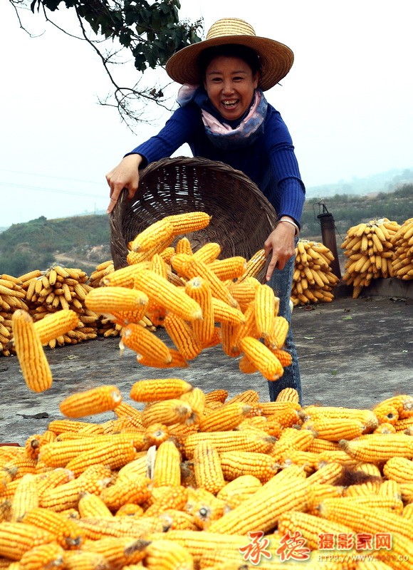 又是丰年