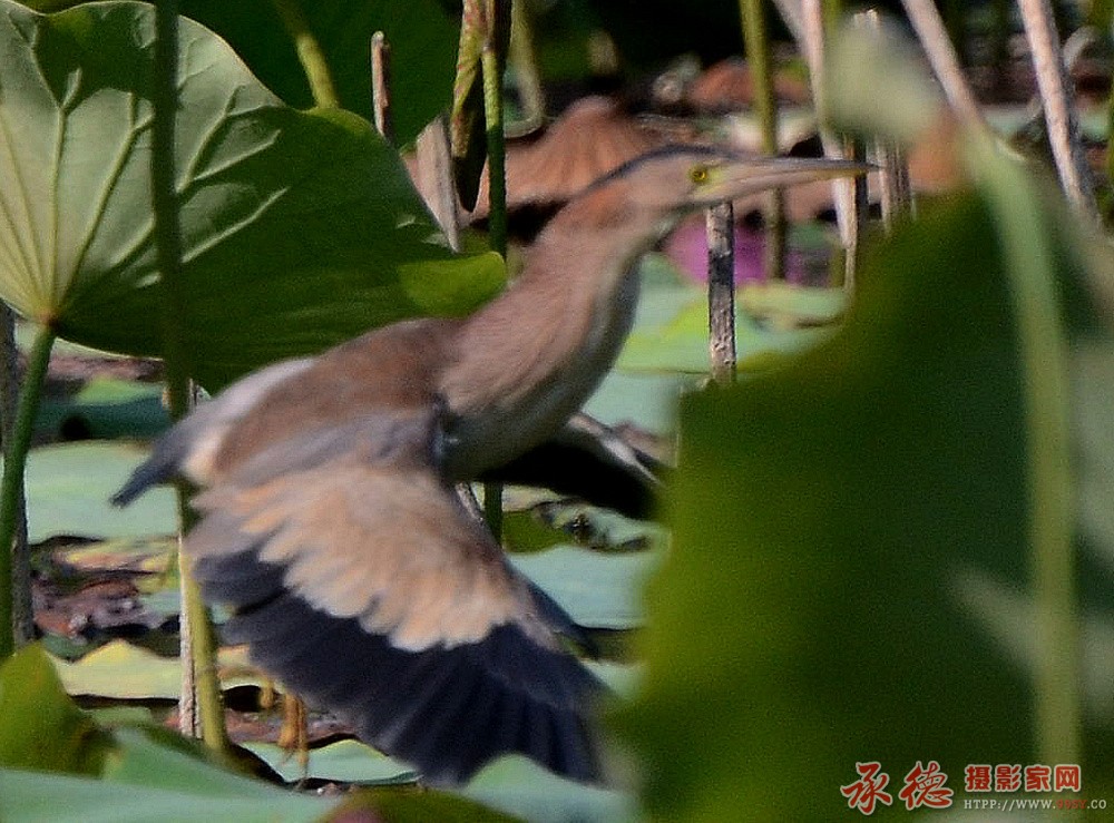 DSC_8341_看图王_副本.jpg