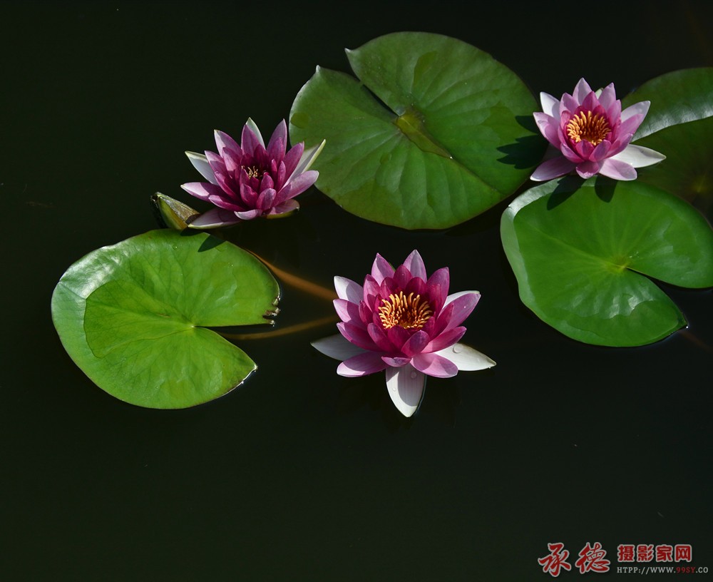 DSC_2681_副本.jpg