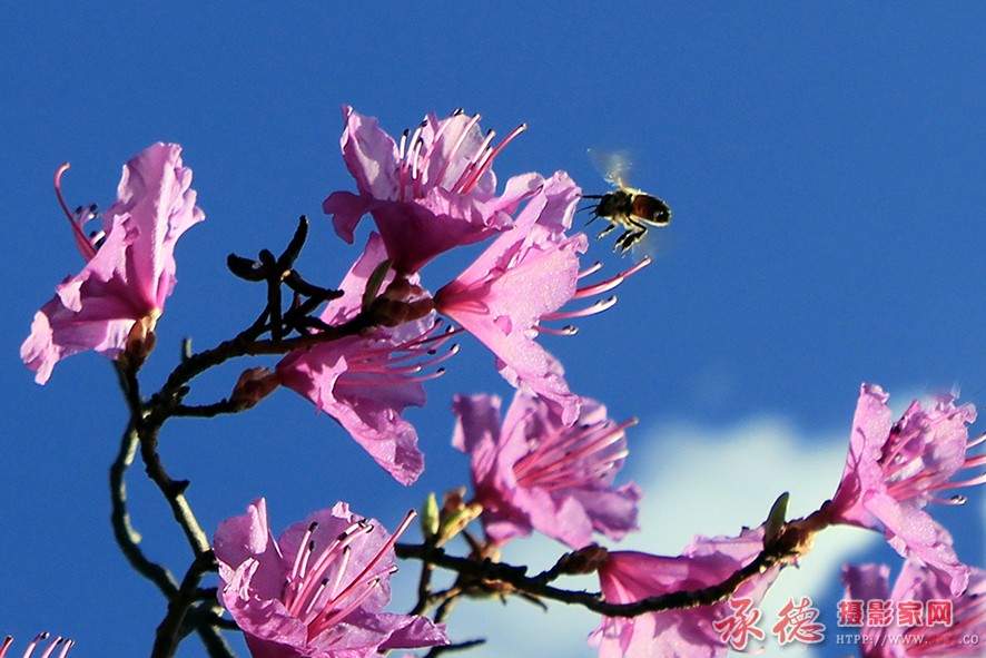 蜂恋杜鹃花