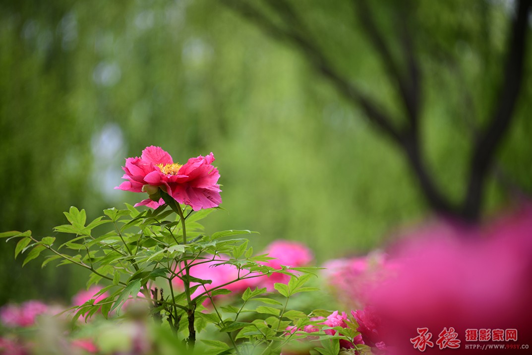 富贵花开