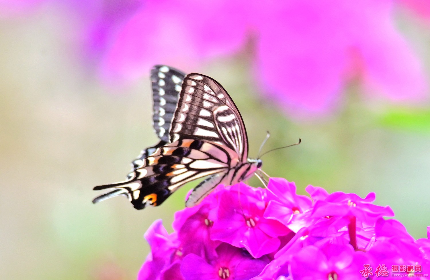 DSC_7972_副本_副本.jpg