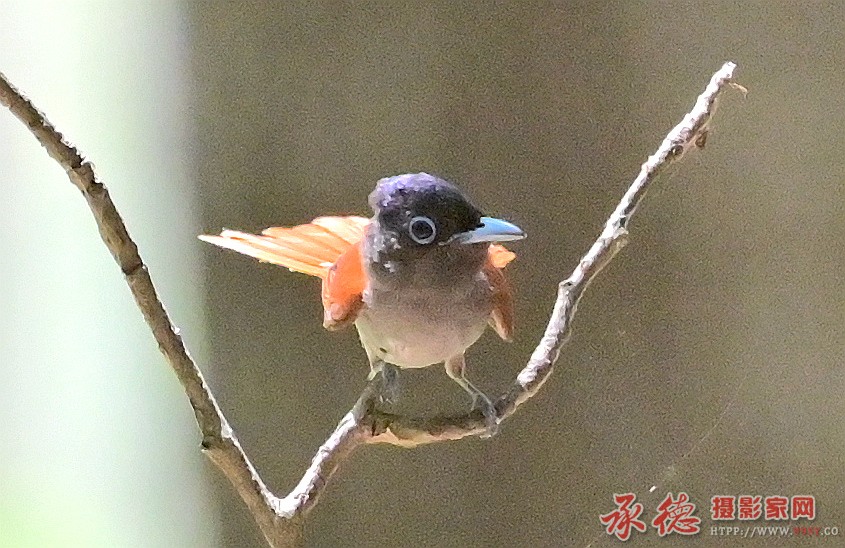 DSC_3770_副本.jpg