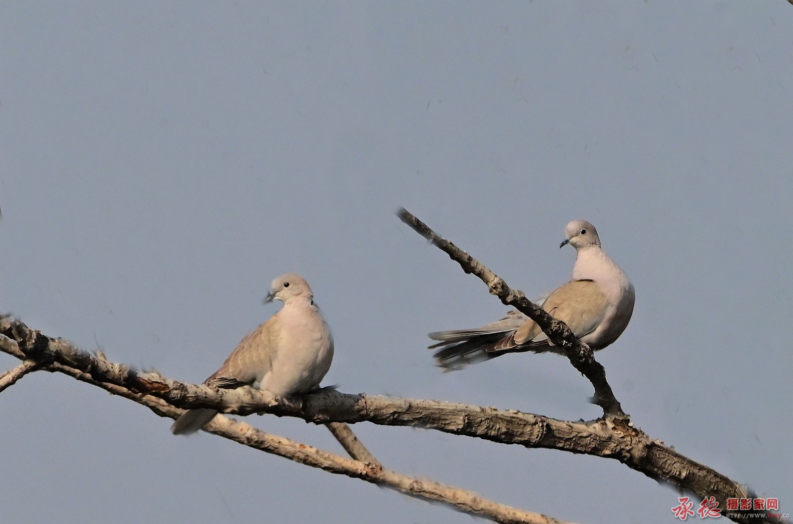DSC_3667_副本.jpg