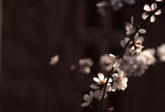 【2016人像摄影大赛】+《留住春天》