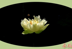 荷