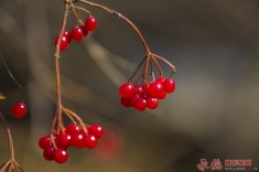 红红火火