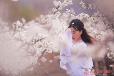 梨花醉
