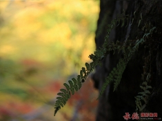 【大招旅游杯】森林·温泉秋季摄影大赛之《强生》