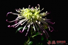 秋菊