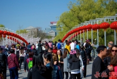 玉渊潭内赏花人