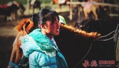 坝上养马人