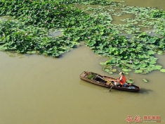 为了荷塘更美丽