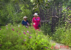 寻芳信步柴篱旁