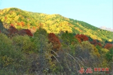 【大招旅游杯】森林、温泉秋季摄影大赛、层林尽染