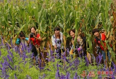 熏衣草庄园行——拍摄练习