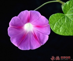 牵牛花