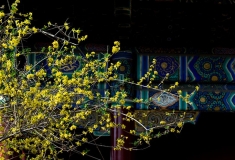 禅意摄影——抛砖引玉