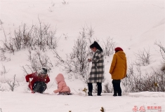 迎春踏雪