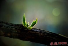 作业——春芽