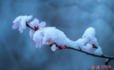 花恋雪