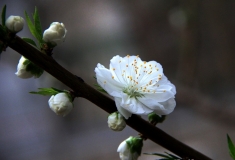 冰清玉洁——白梅花