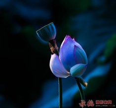 转发网站《关于重申规范使用主题鉴定图章》的通知