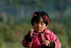 蒲公英—童年的梦