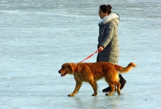 冰上遛狗