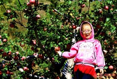 苹果树上留个影