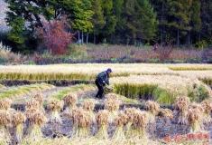 留守老人的秋天