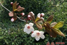 紫叶李 手机拍