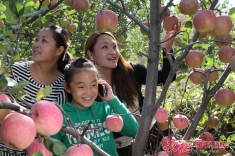 家乡又是丰收年