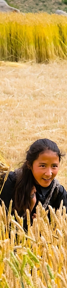 丰收（荞麦）