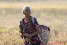 颗粒还仓   （留守老人）