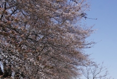 樱花树下四扇屏