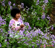 花丛中