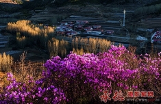 杜鹃山庄