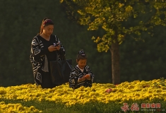 菊园俏母女