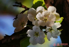 梨花